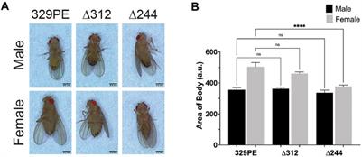 Vps54 Regulates Lifespan and Locomotor Behavior in Adult Drosophila melanogaster